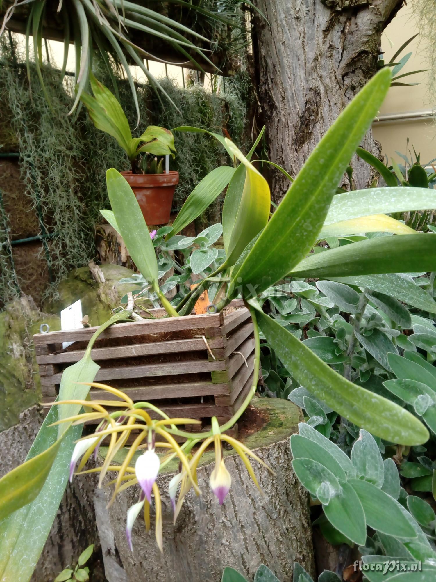 Prosthechea brassavolae