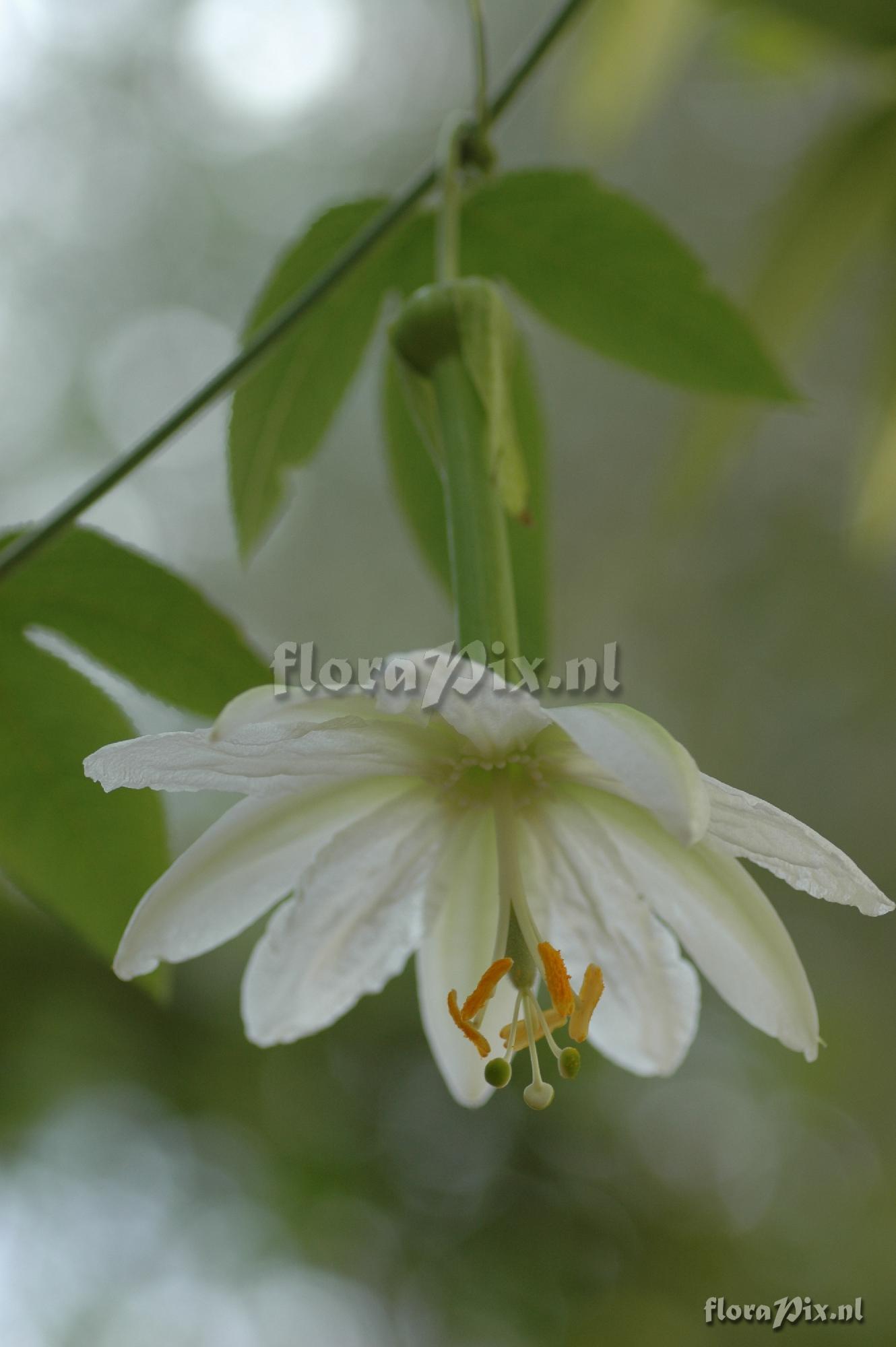 Passiflora tarminiana 