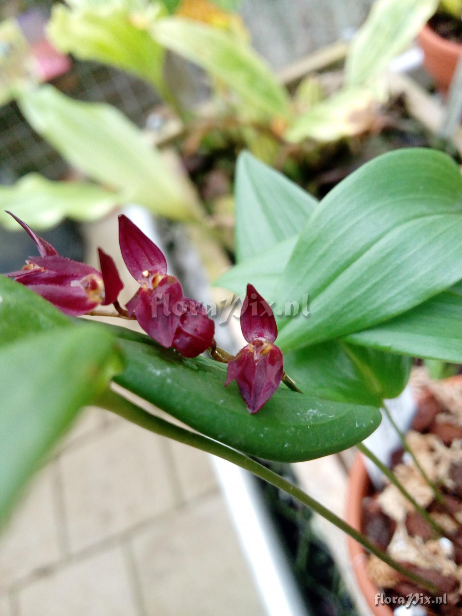 Pleurothallis rowleei