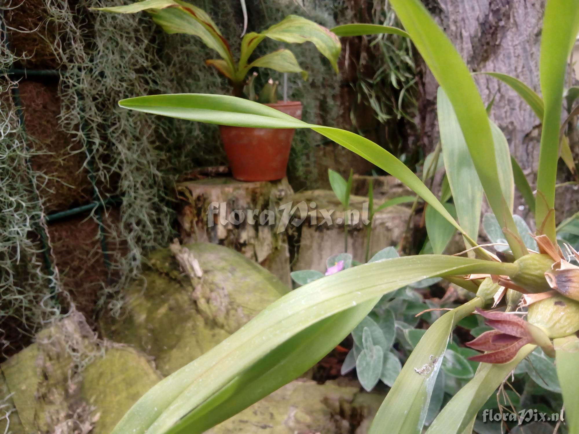 Maxillaria meleagris