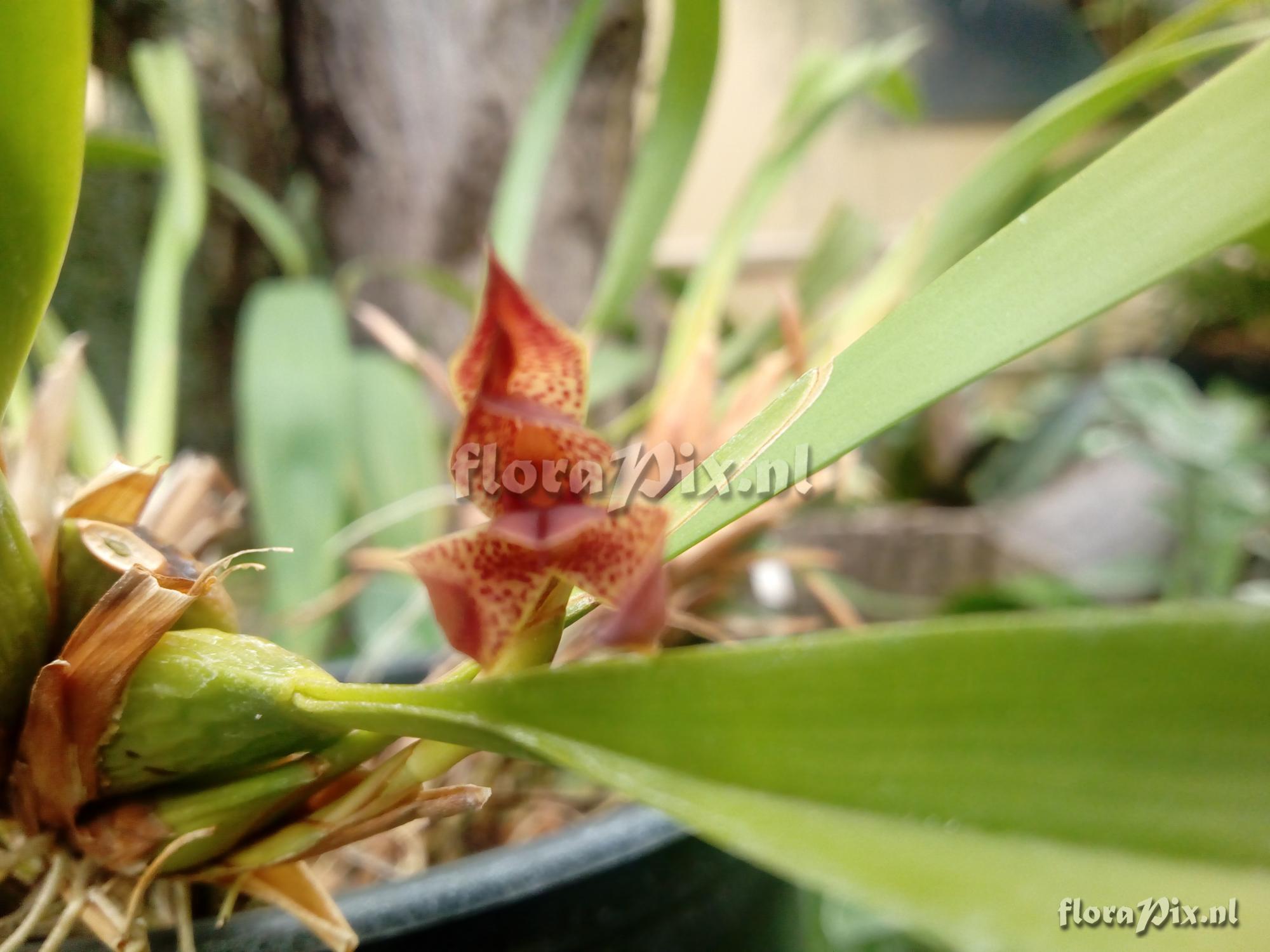 Maxillaria meleagris