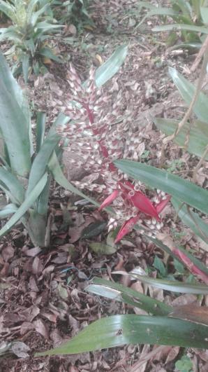Aechmea penduliflora