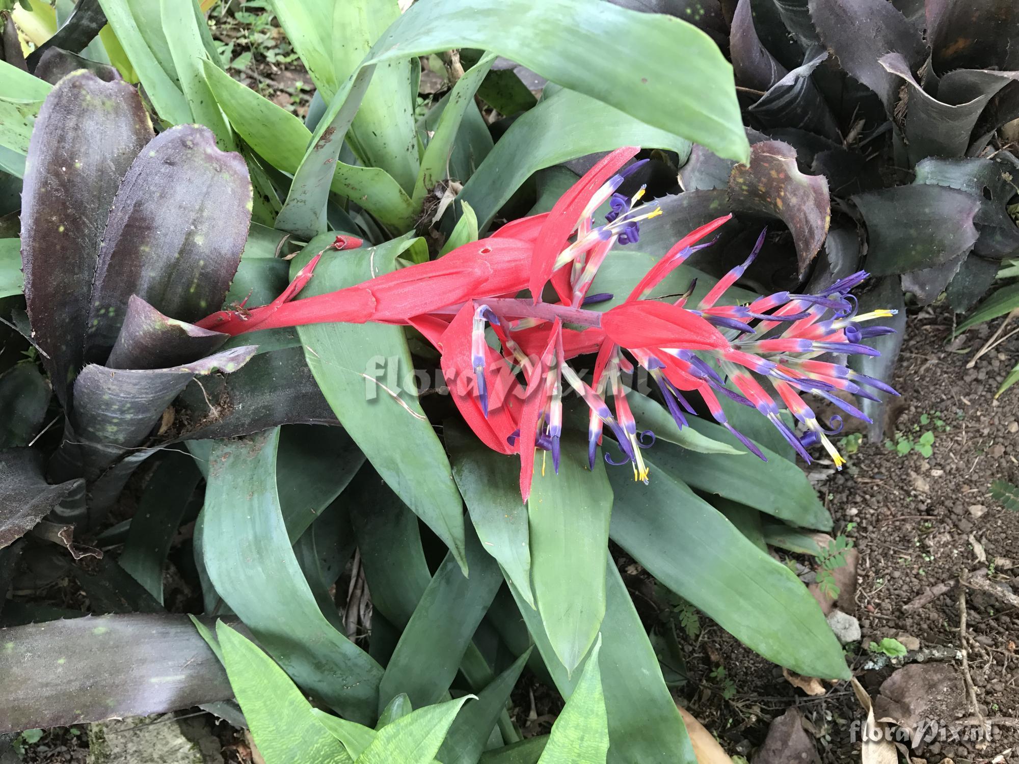 Billbergia 