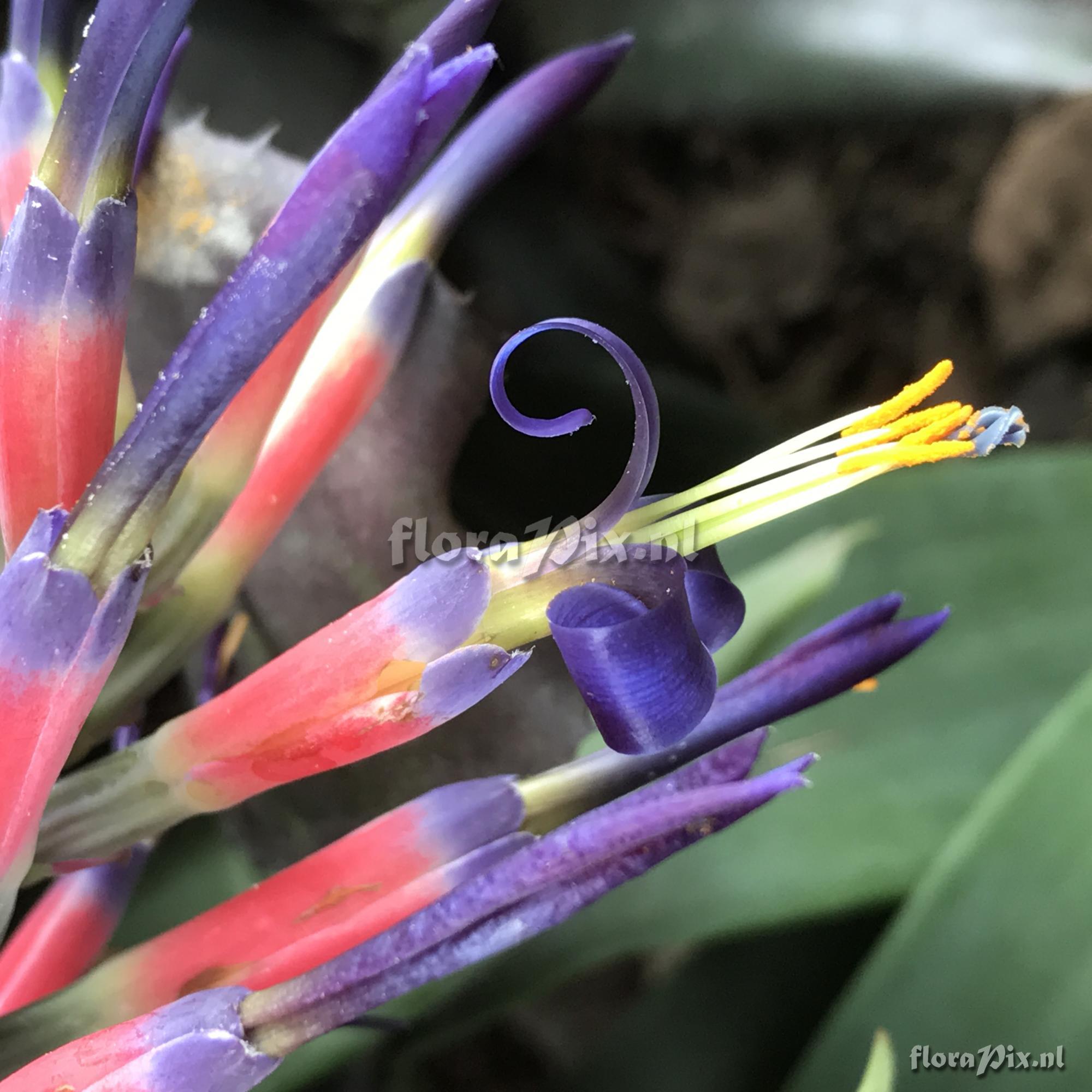 Billbergia 