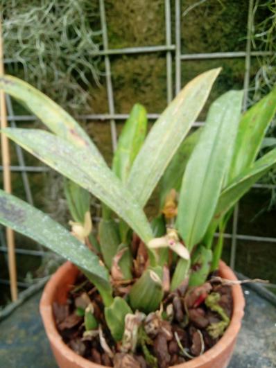 Maxillaria rufescens