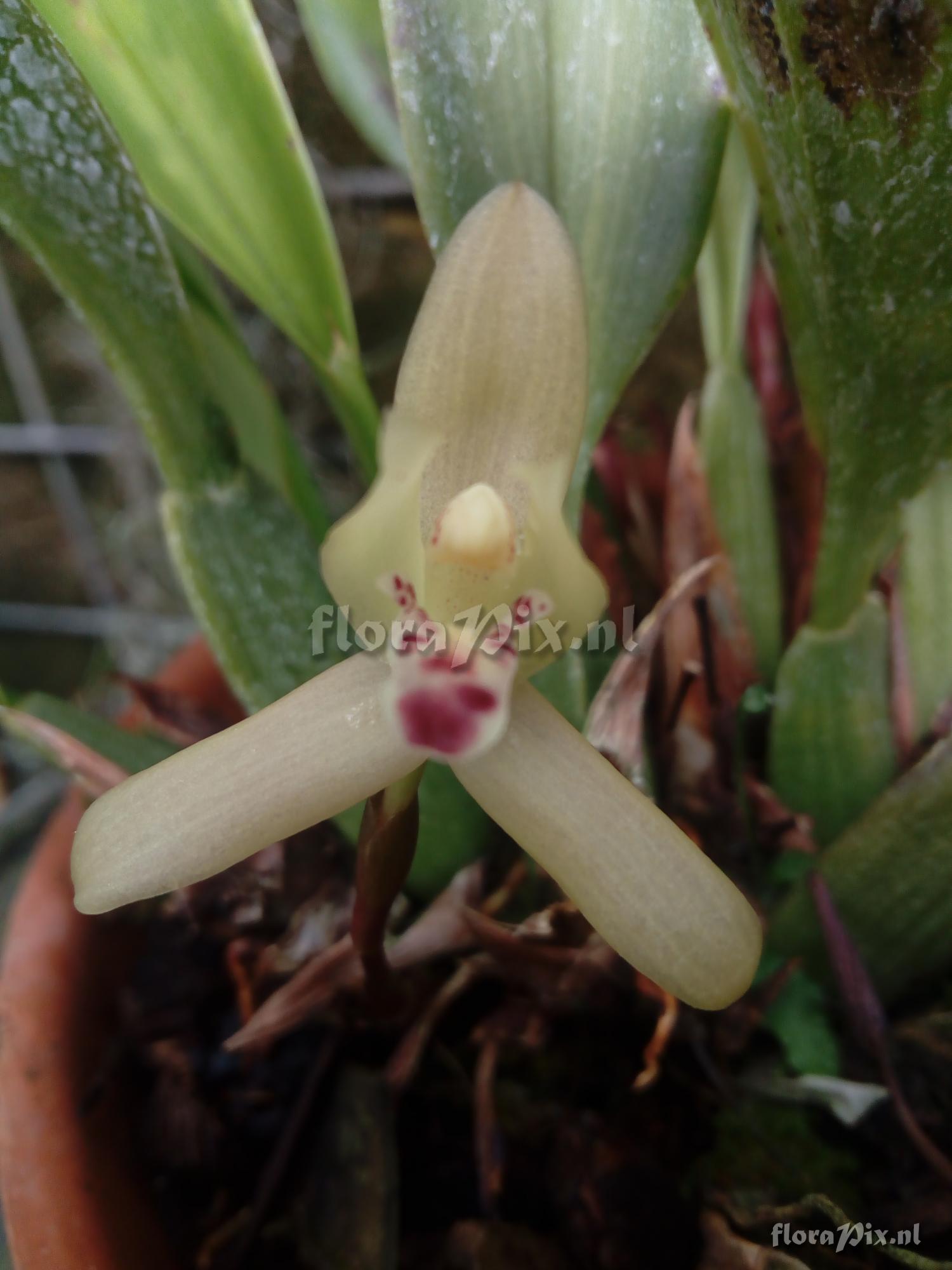 Maxillaria rufescens