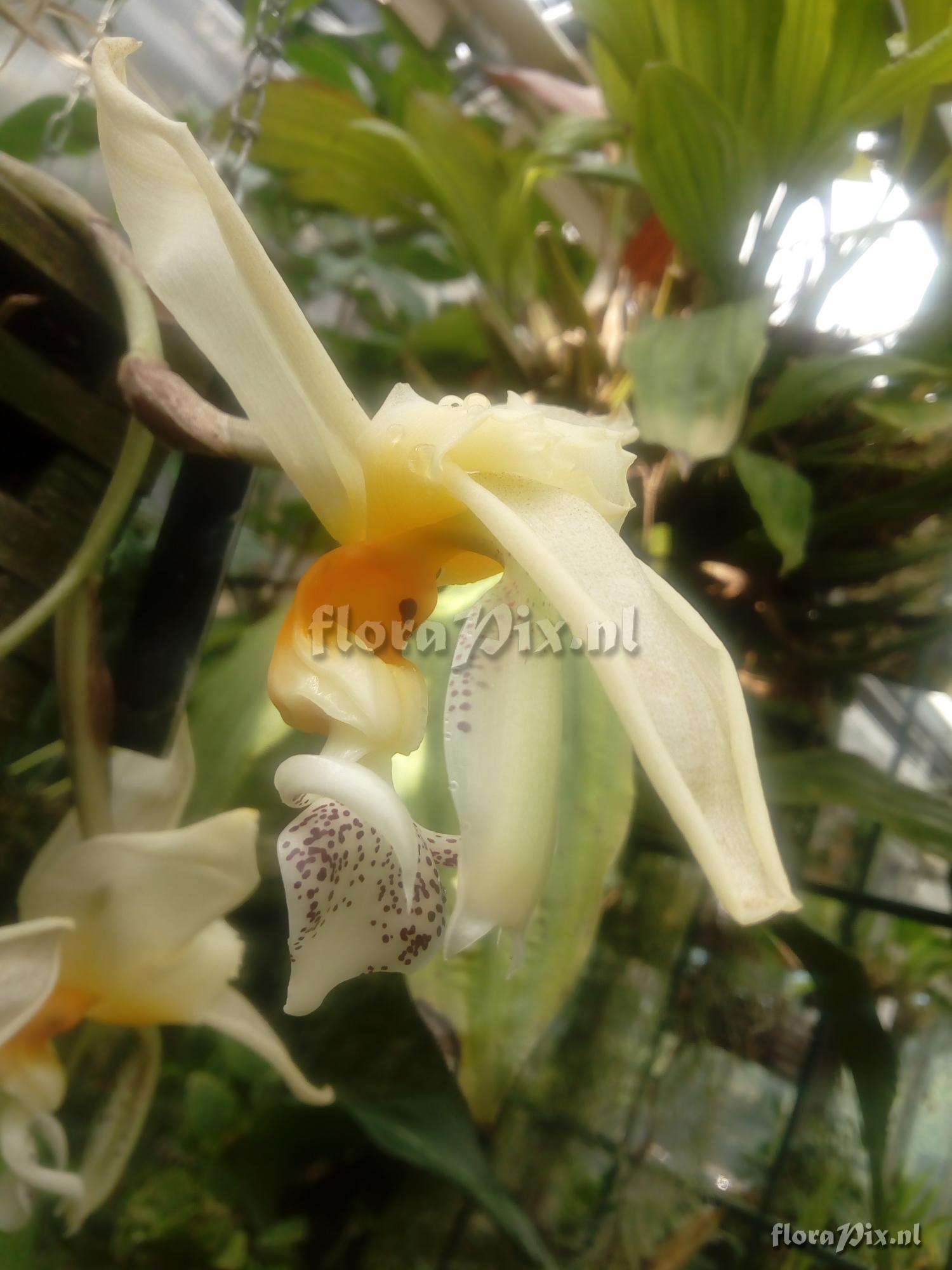 Stanhopea embreei