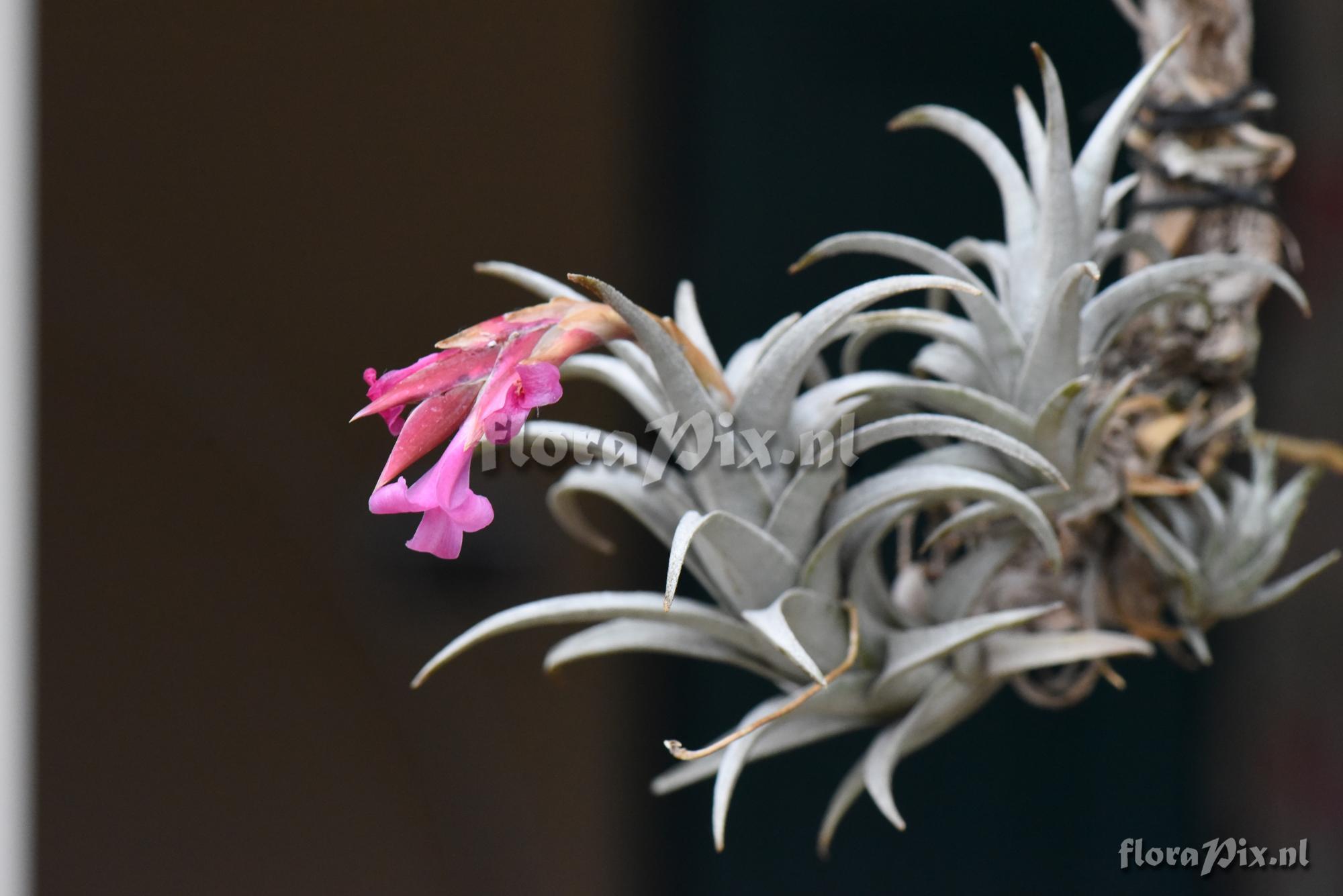 Tillandsia friesii