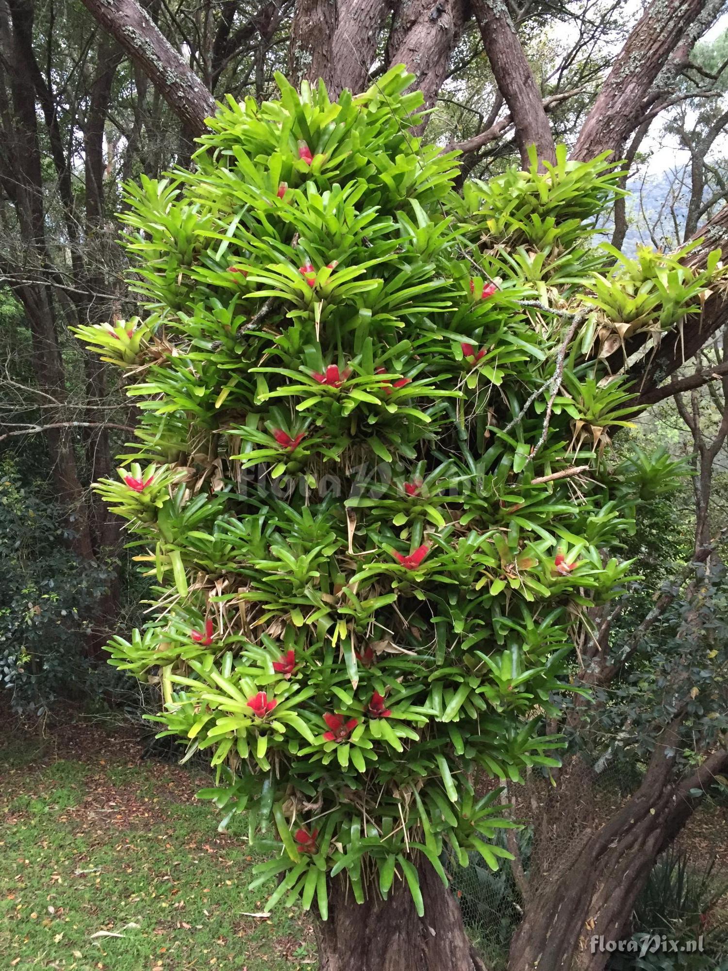 Neoregelia compacta 