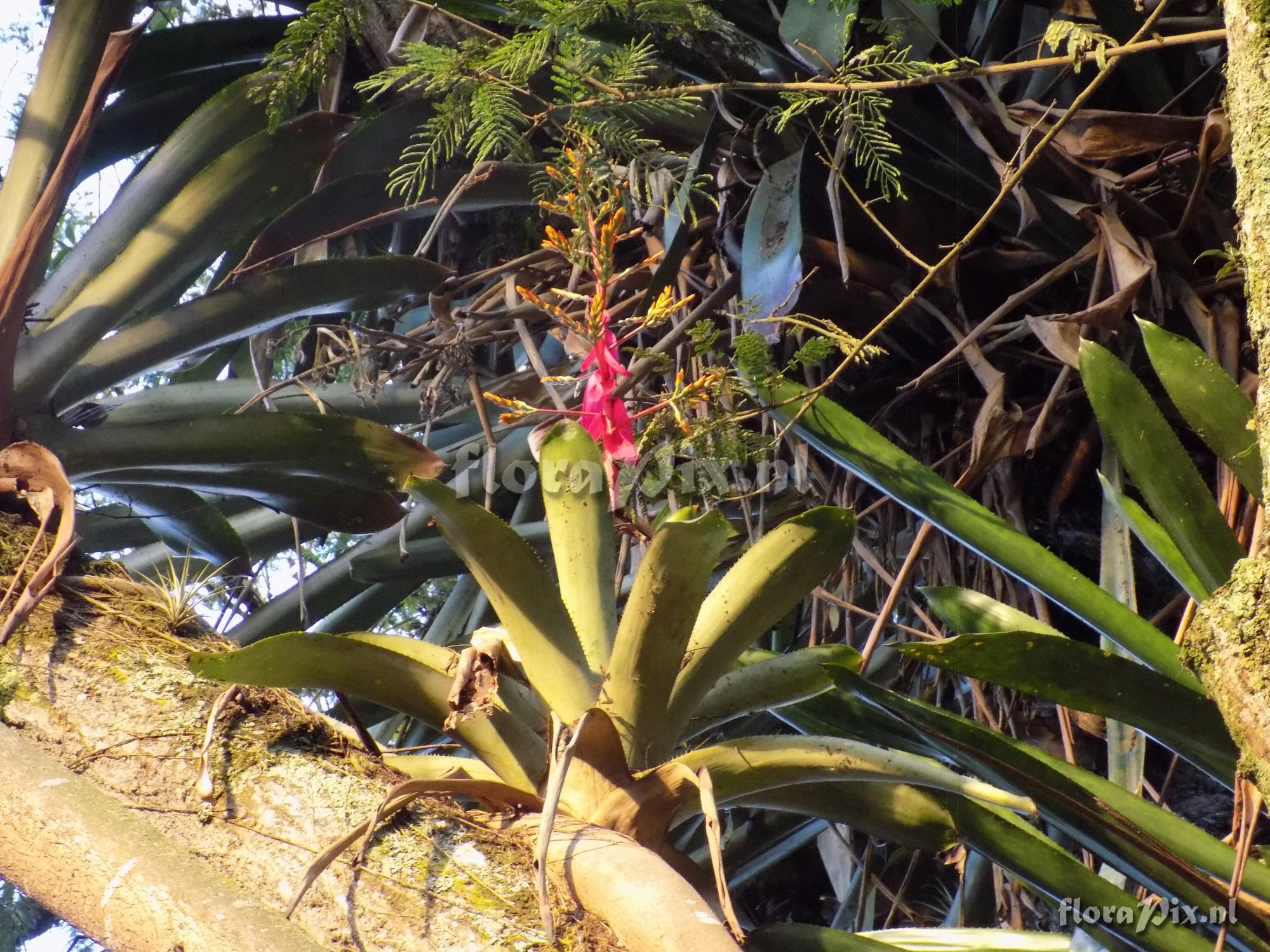 Aechmea nallyi