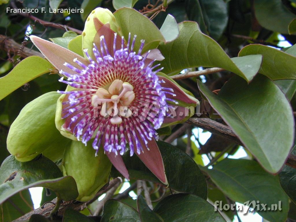 Passiflora laurifolia