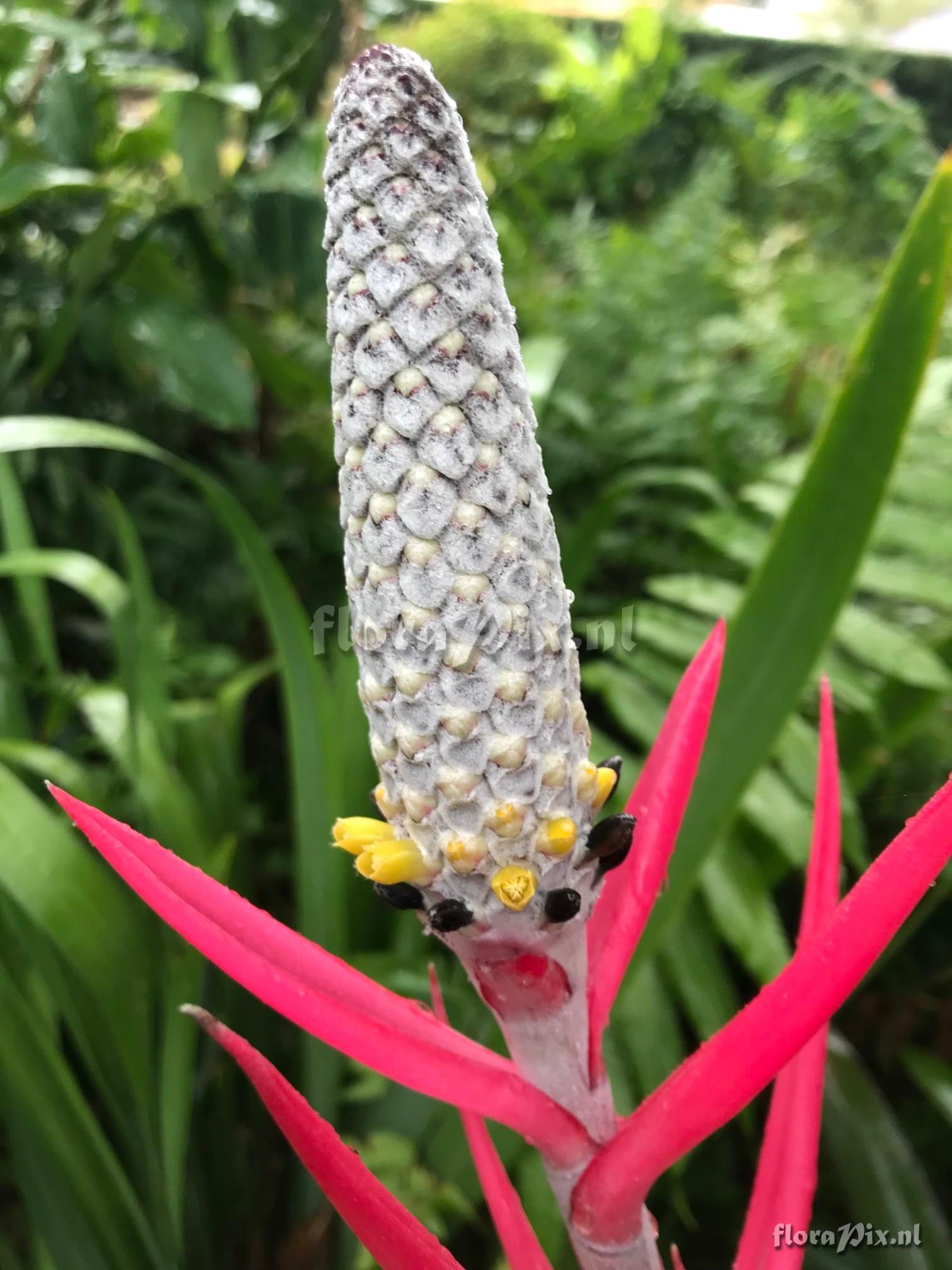 Aechmea maculata