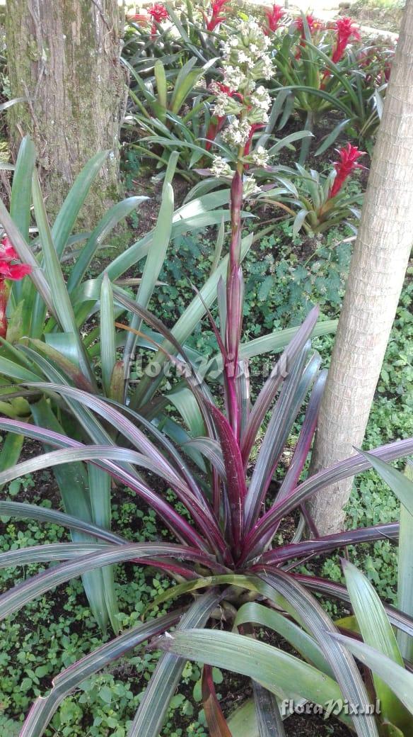 Guzmania mitis aff