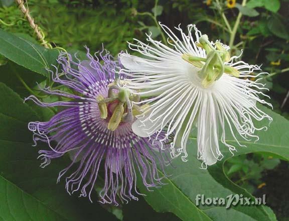 Passiflora incarnata