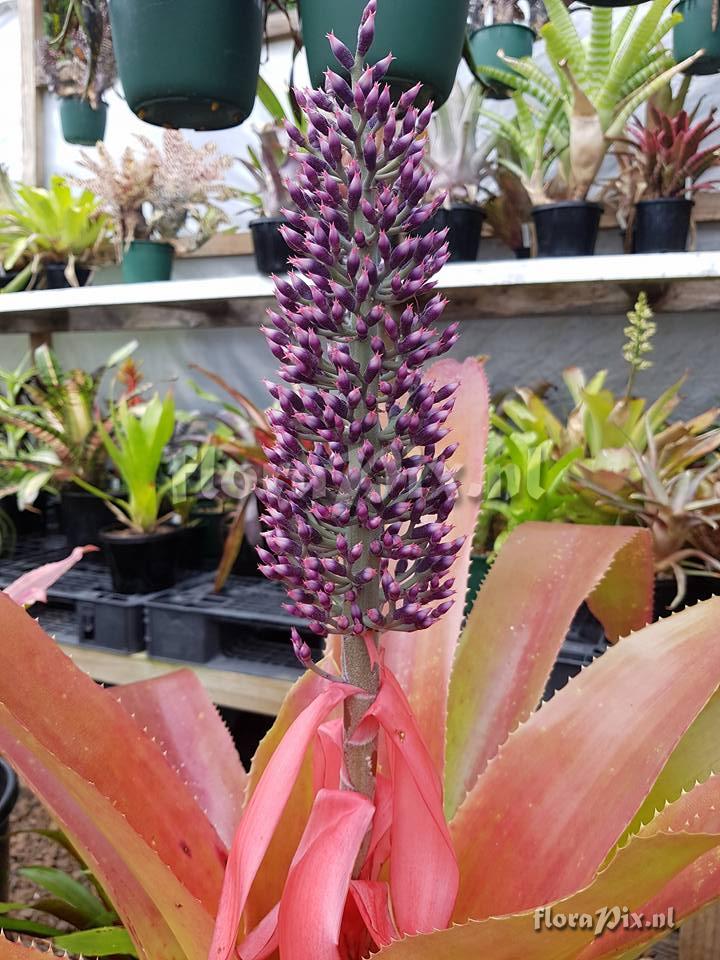 Aechmea paniculigera