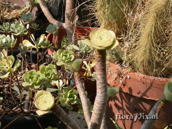 Aeonium korneliuslemsii