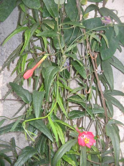 Passiflora adulterina and bicuspidata