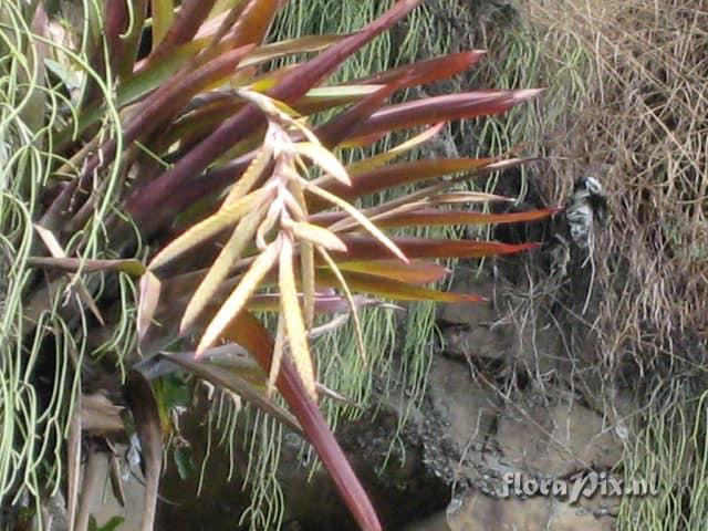 Tillandsia gloriae 