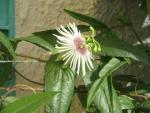 passiflora lehmanii(Real)