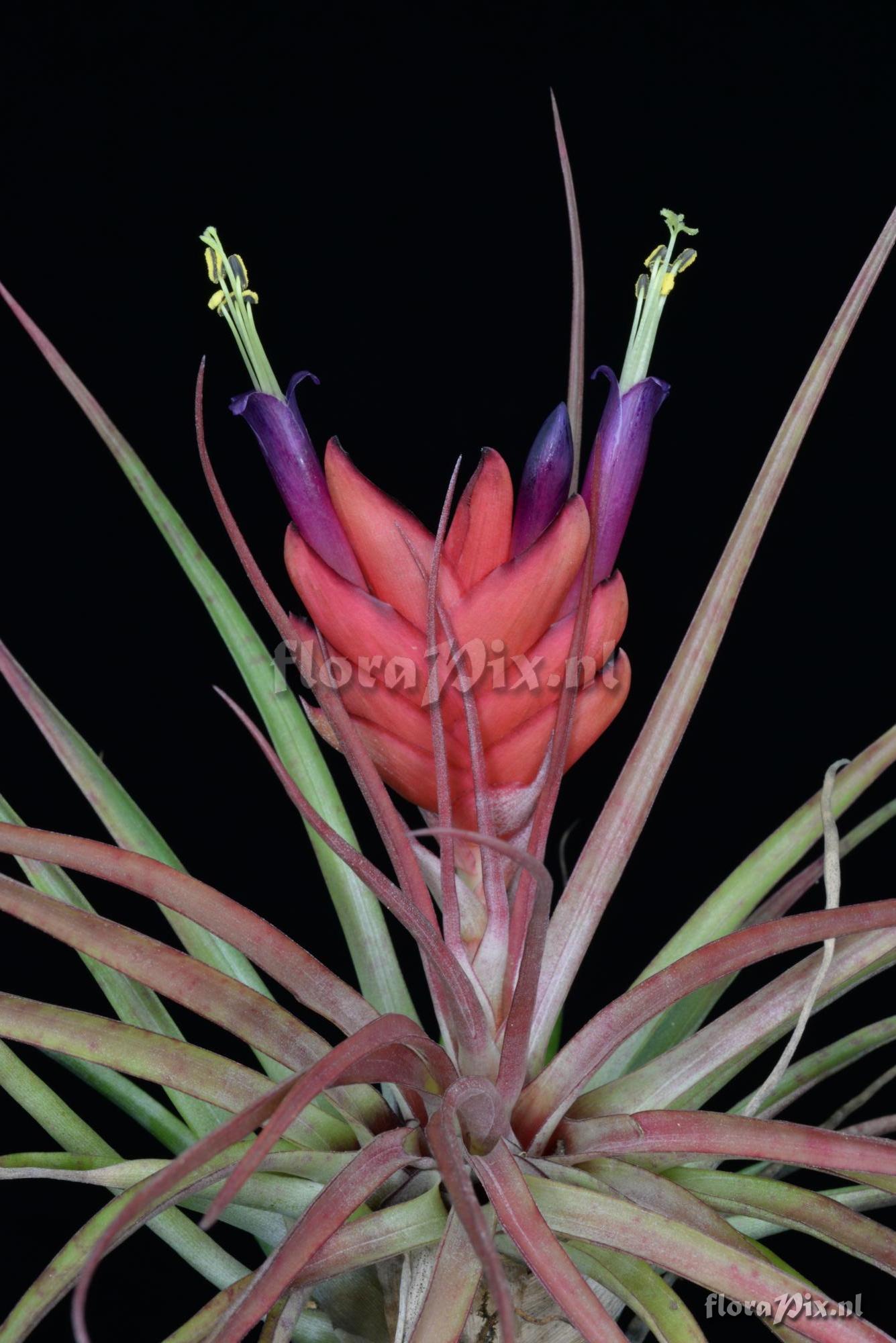 Tillandsia kegeliana