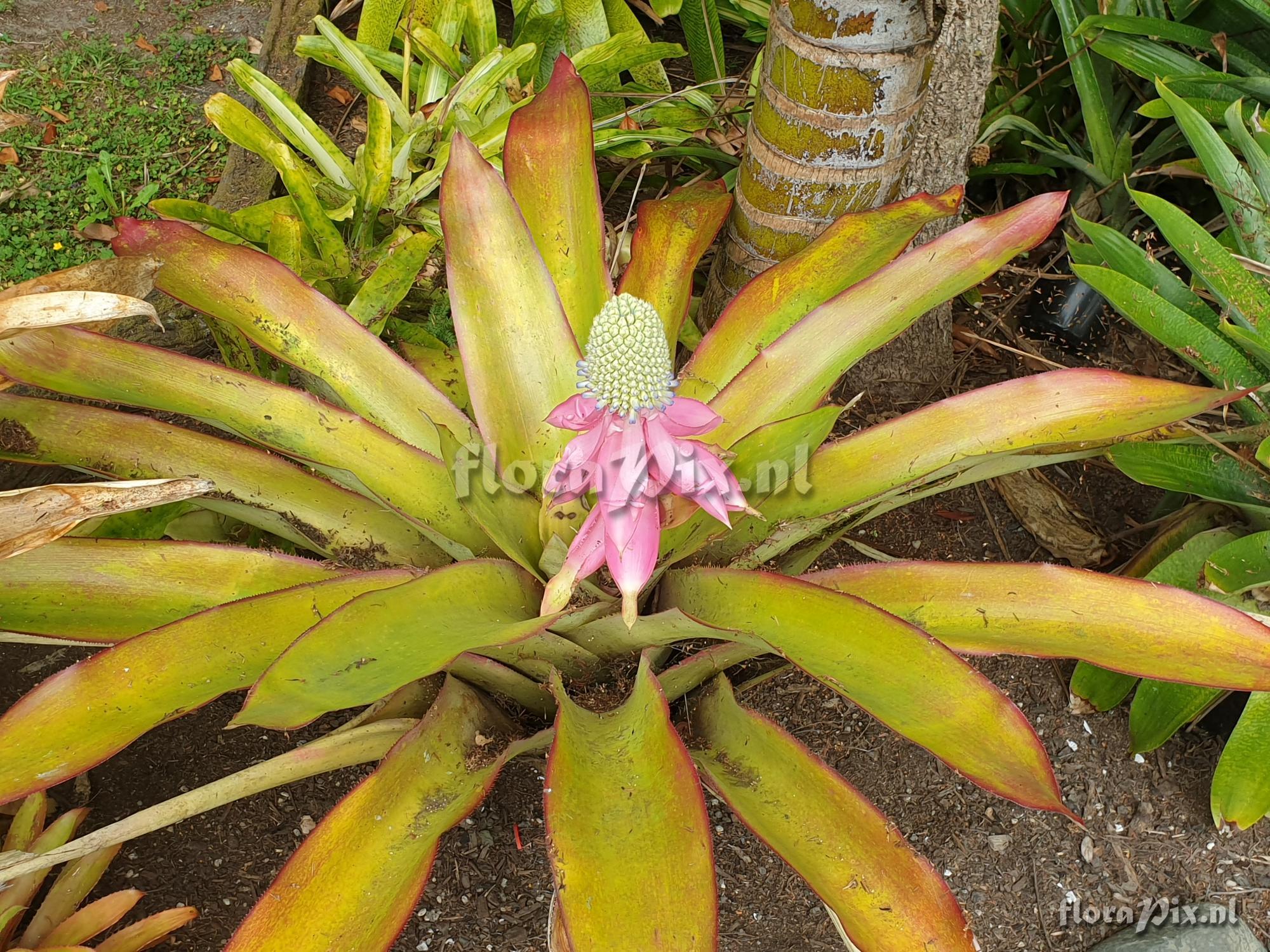 Aechmea mariaereginae