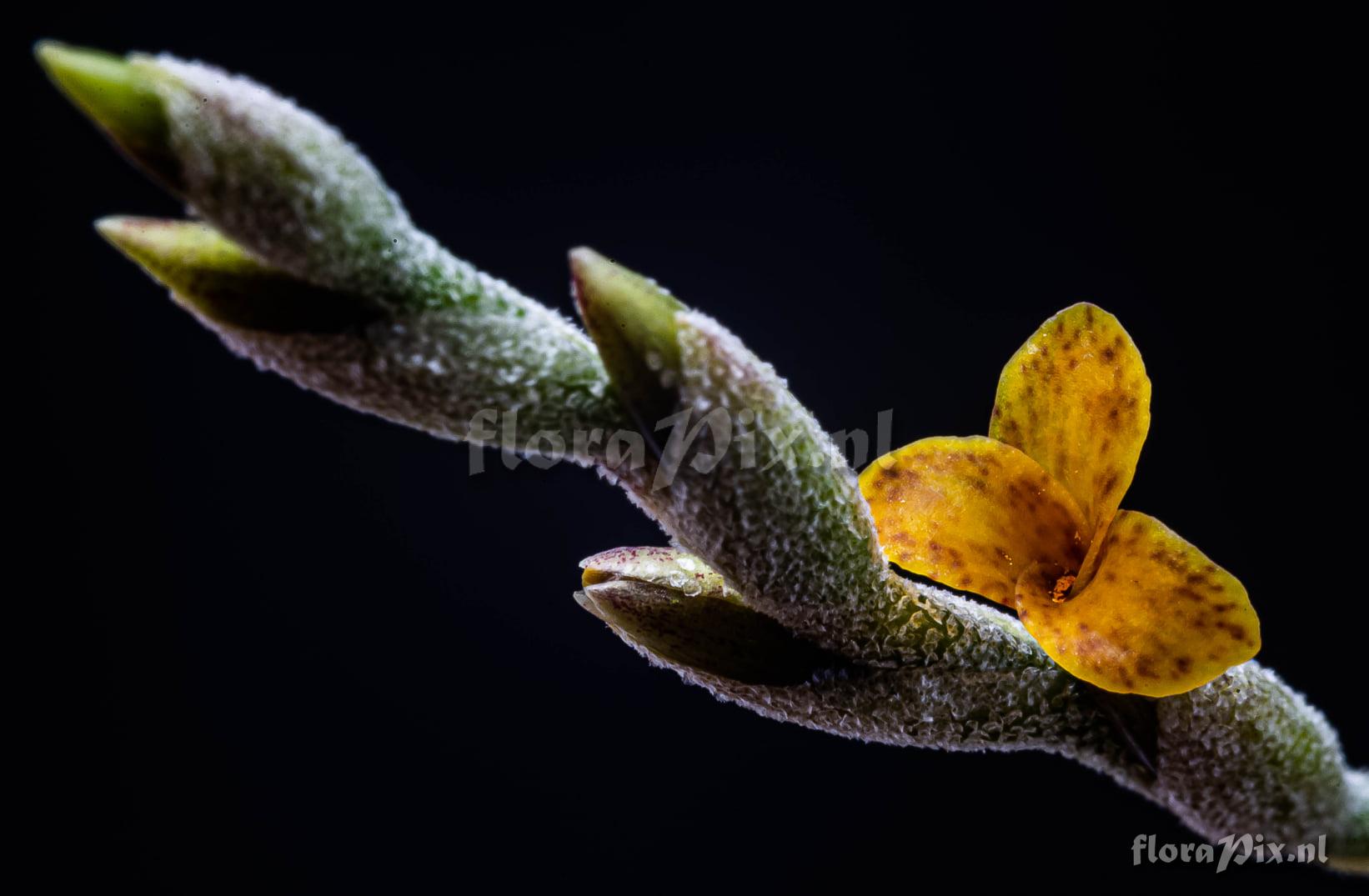 Tillandsia copynii