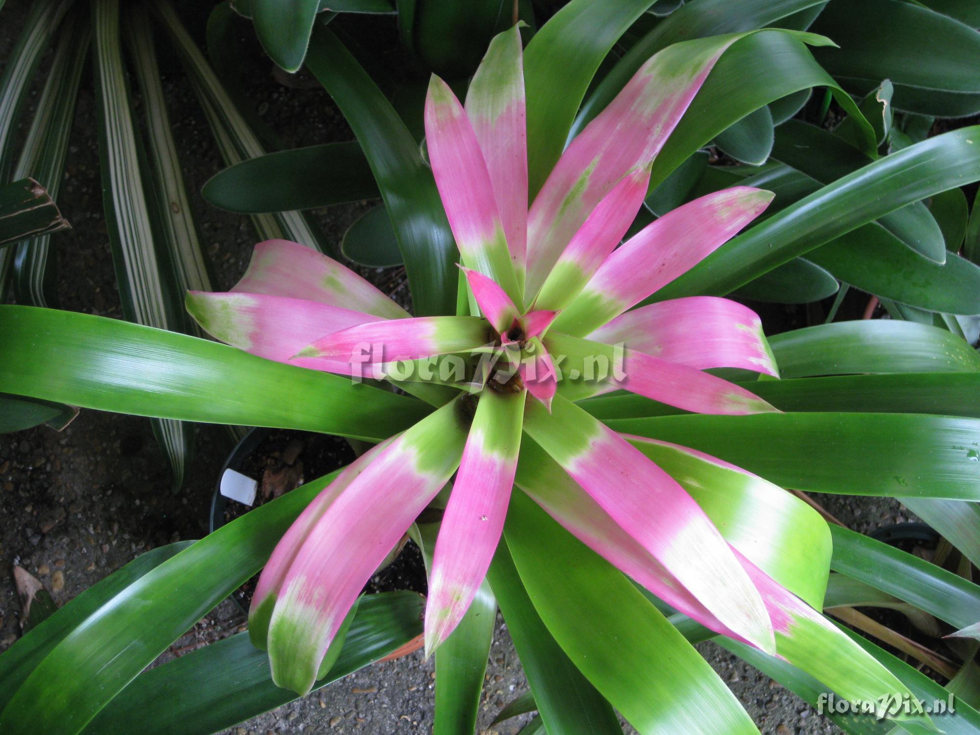 Guzmania kareniae