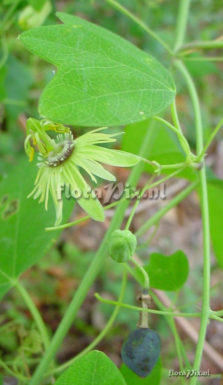 Passiflora lutea