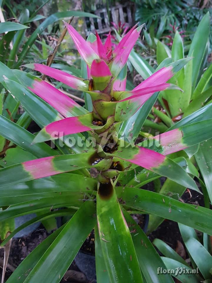 Guzmania kareniae