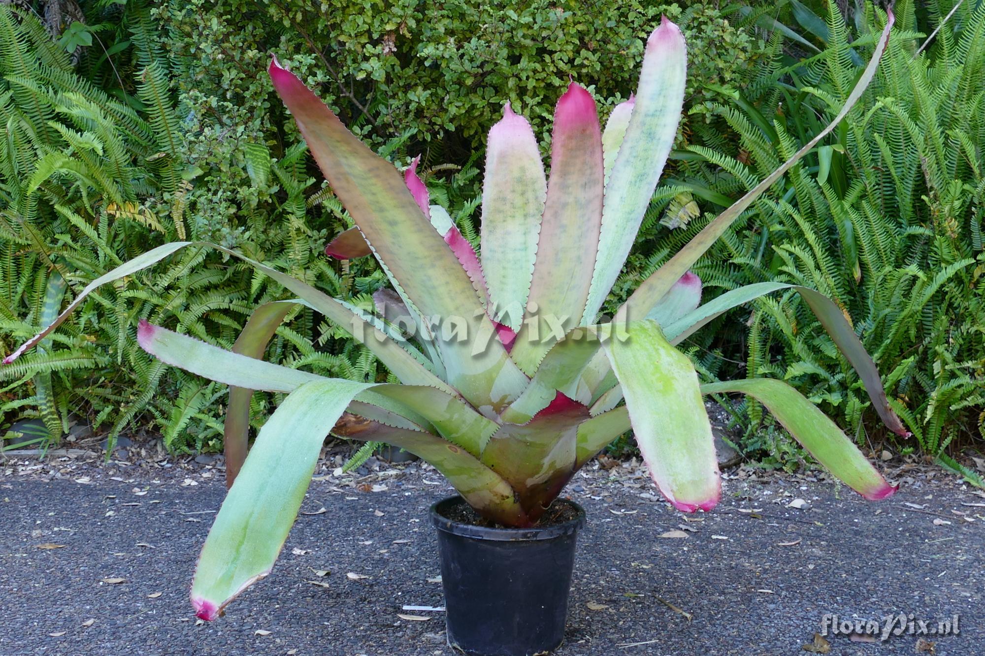 Neoregelia silvomontana