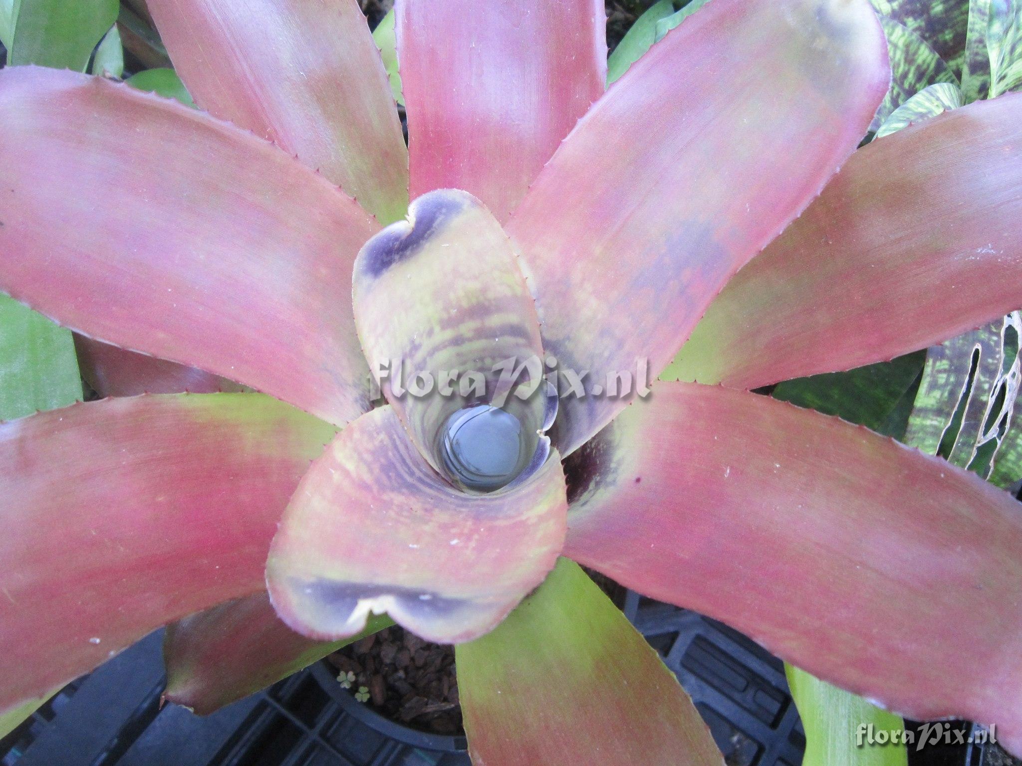 Neoregelia brownii