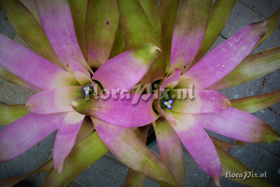 Neoregelia burlemarxii