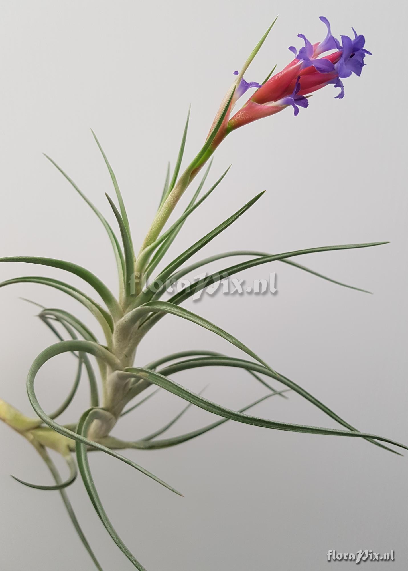 Tillandsia aeranthos var. aemula