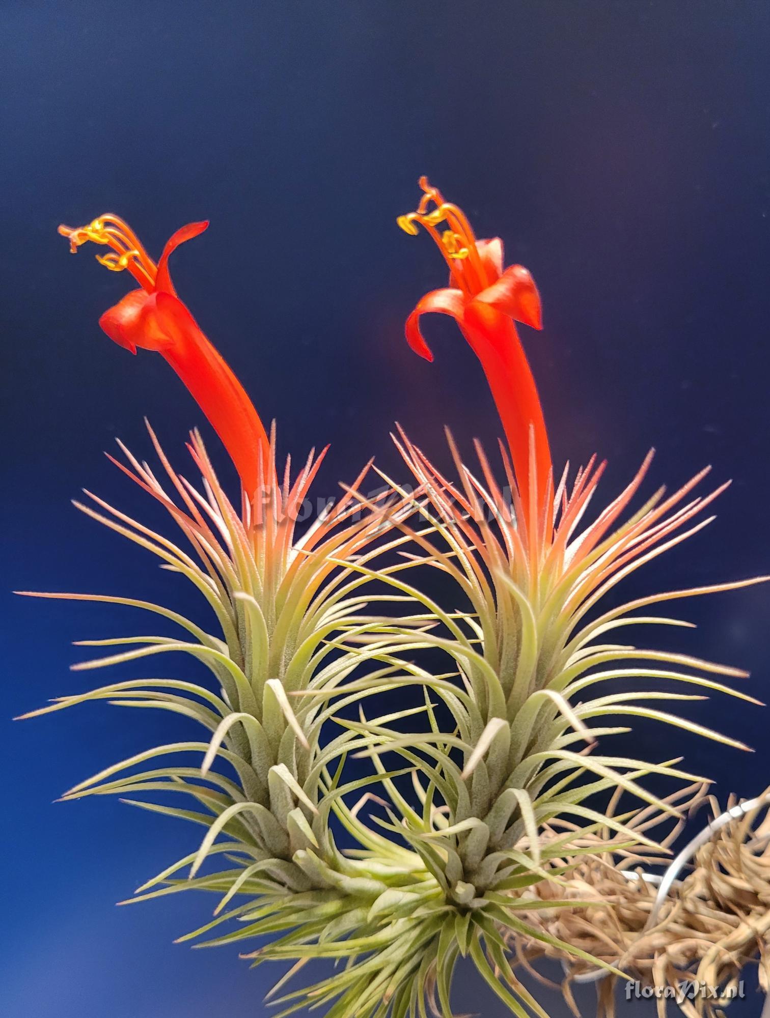 Tillandsia funckiana