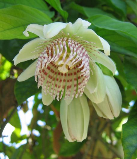 Passiflora nigradenia