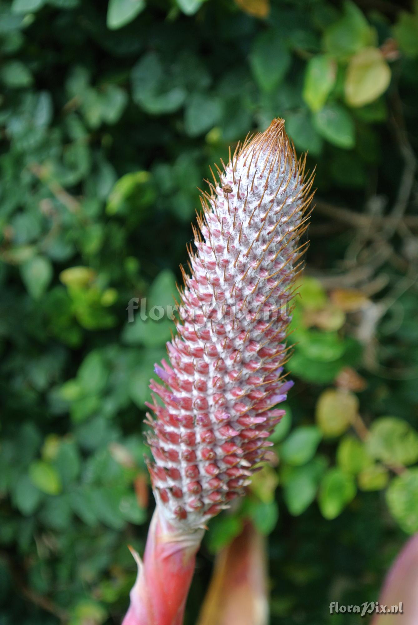 Aechmea alopecurus