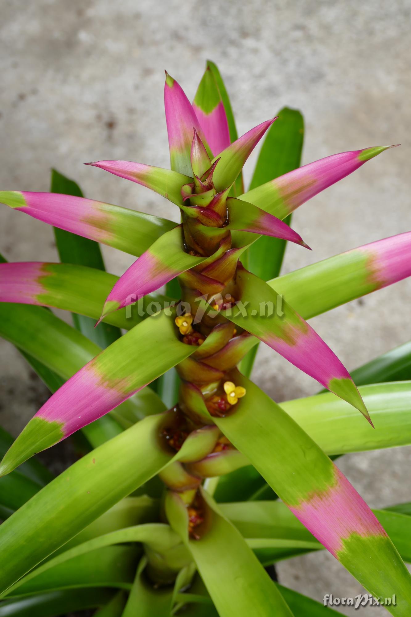 Guzmania kareniae