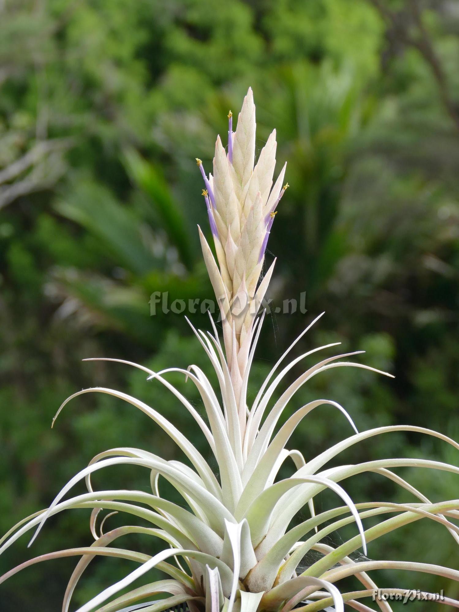 Tillandsia zacapanensis