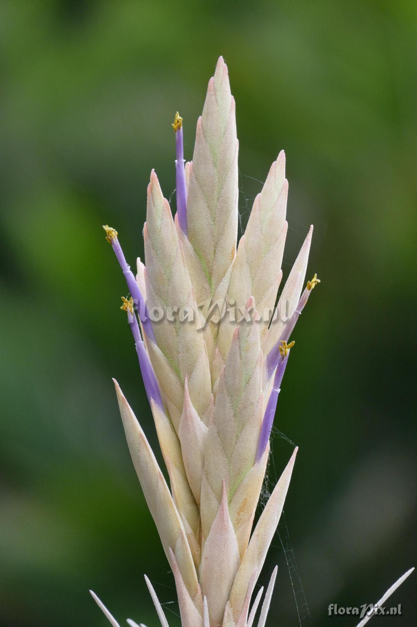 Tillandsia zacapanensis