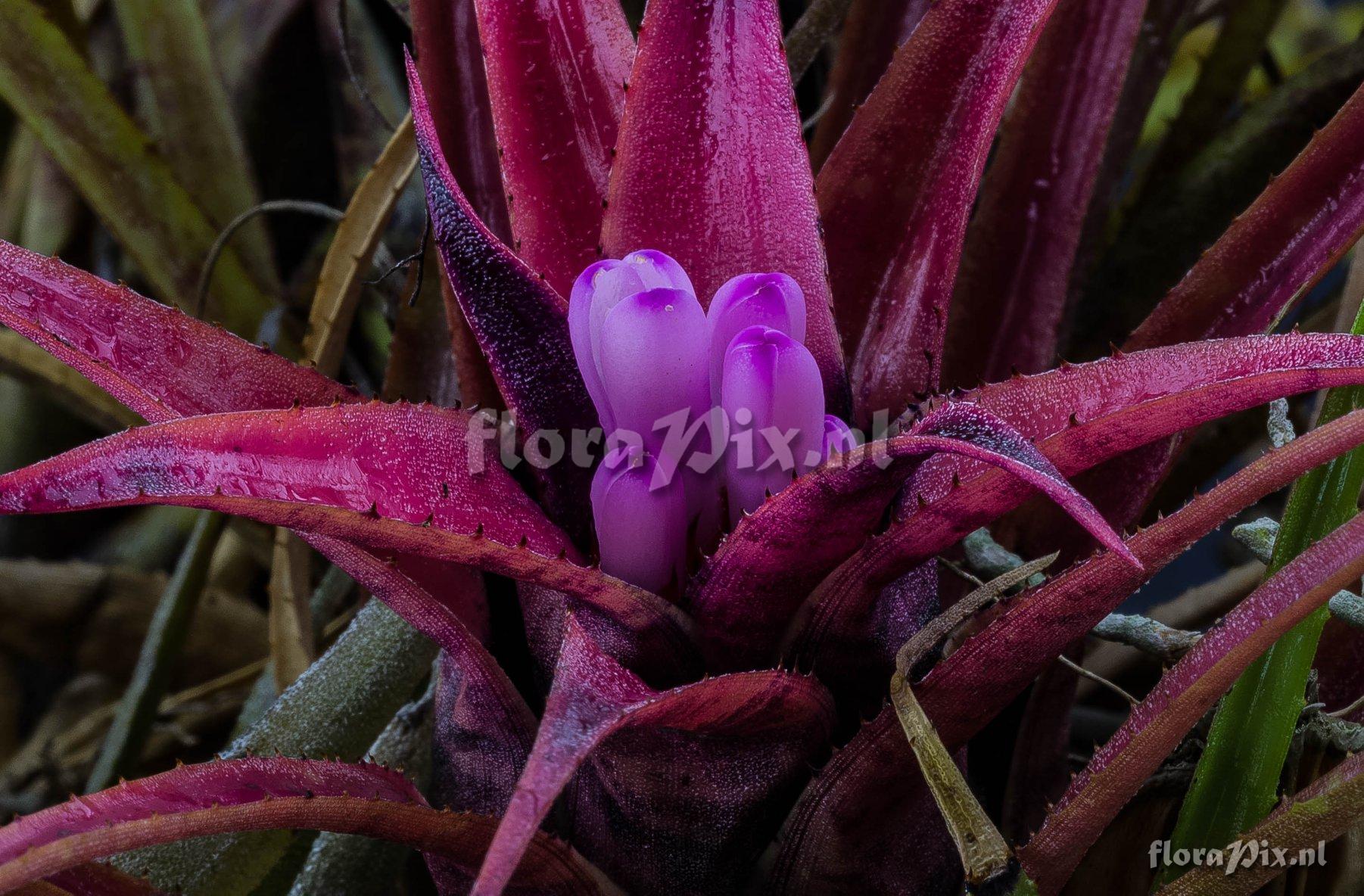 Aechmea recurvata var. benrathii