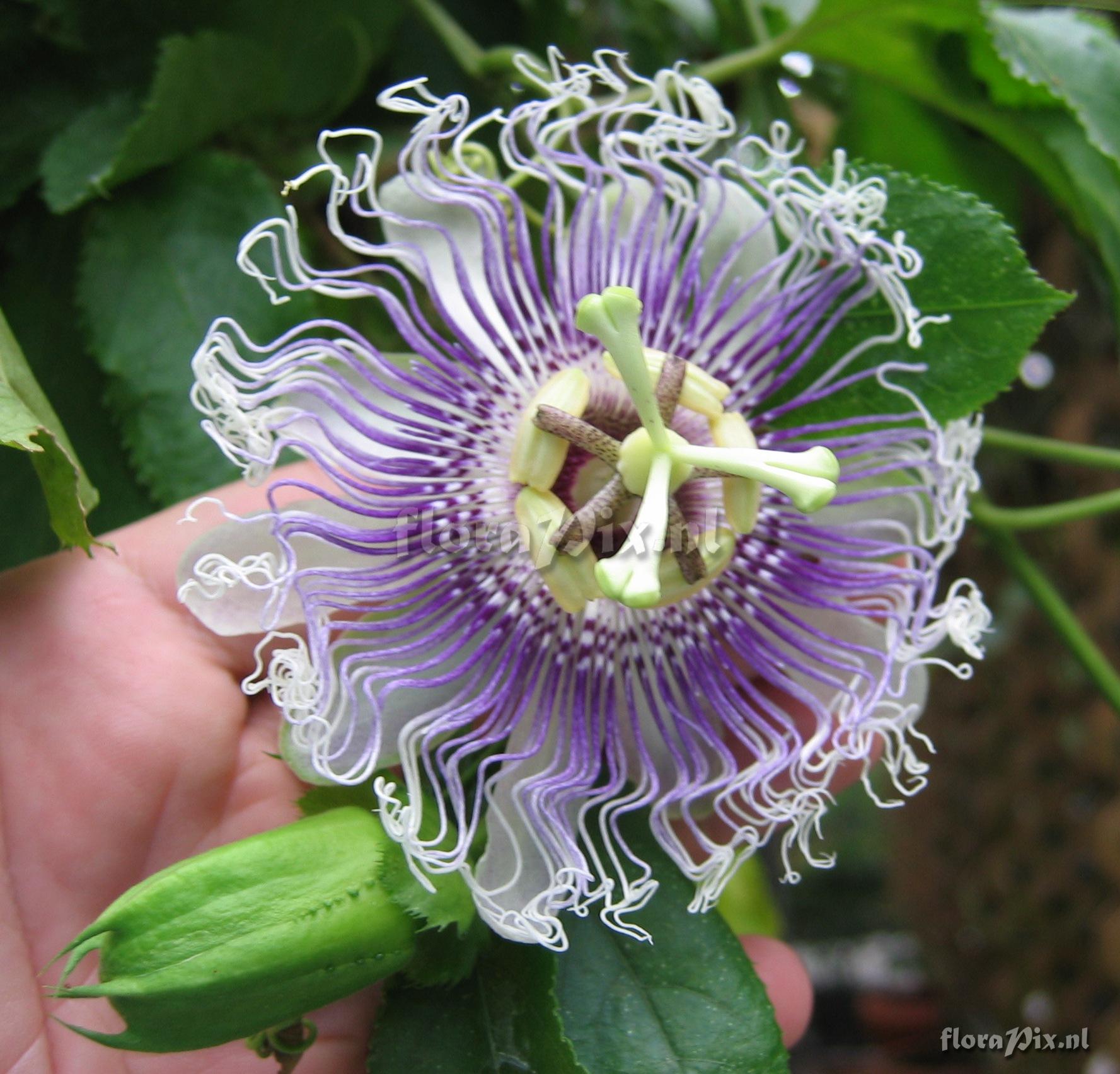 Passiflora 