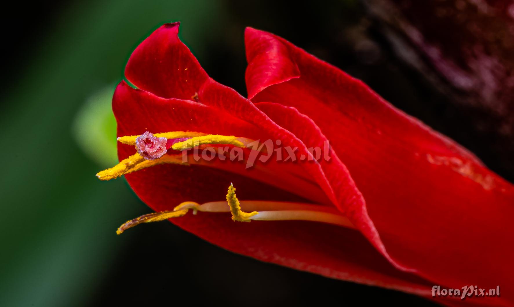 Pitcairnia flammea