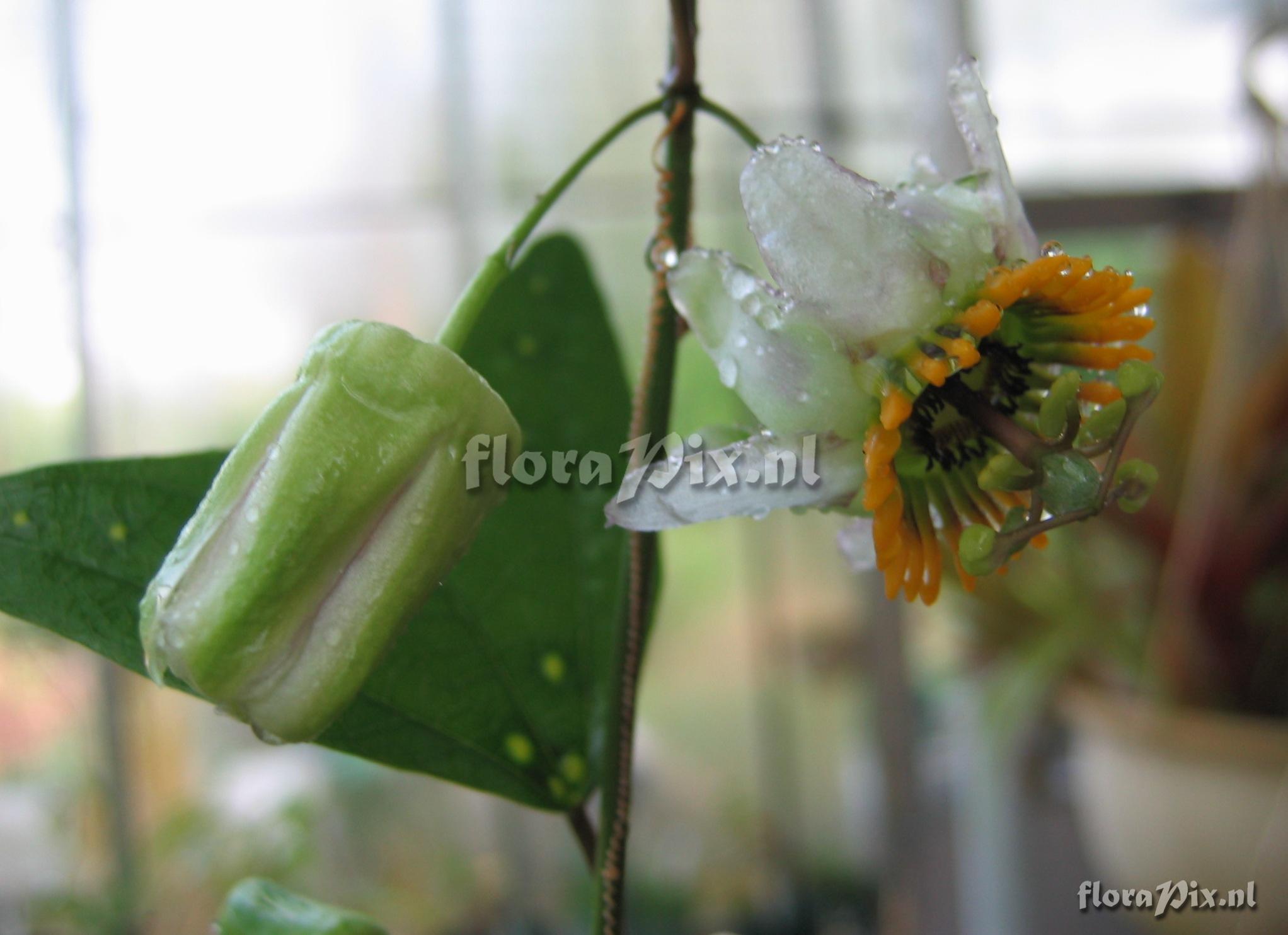 Passiflora biflora