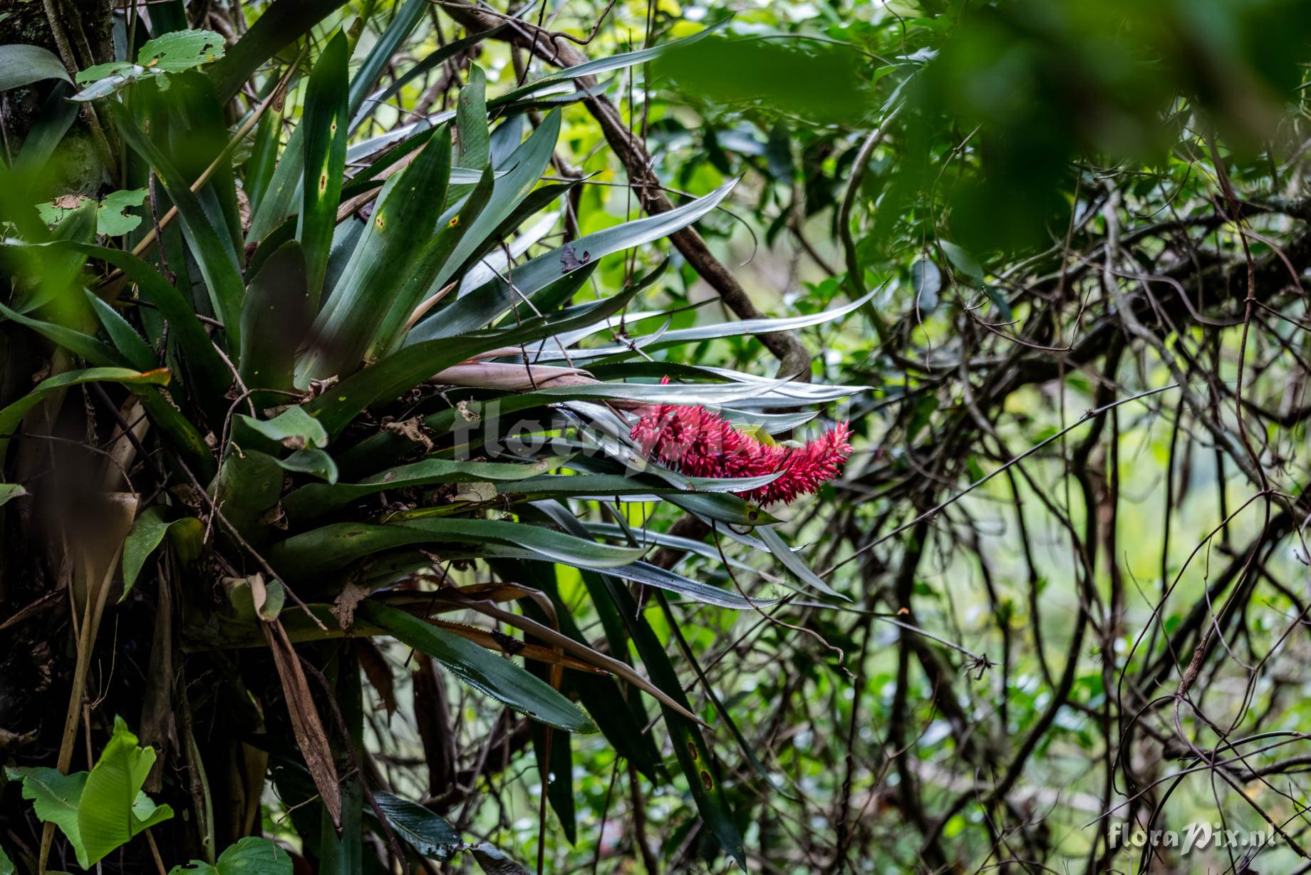 Aechmea phanerophlebia