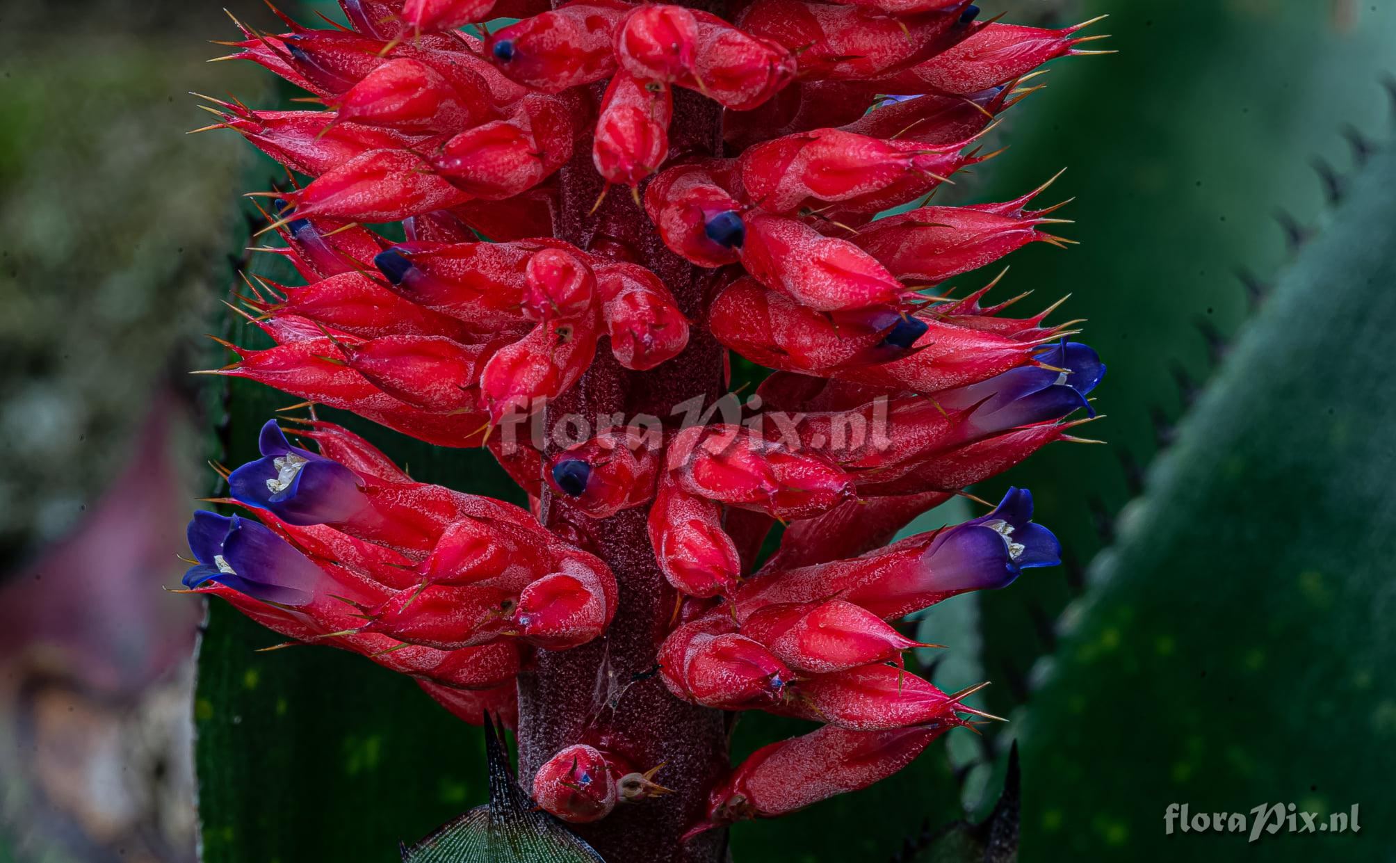 Aechmea phanerophlebia