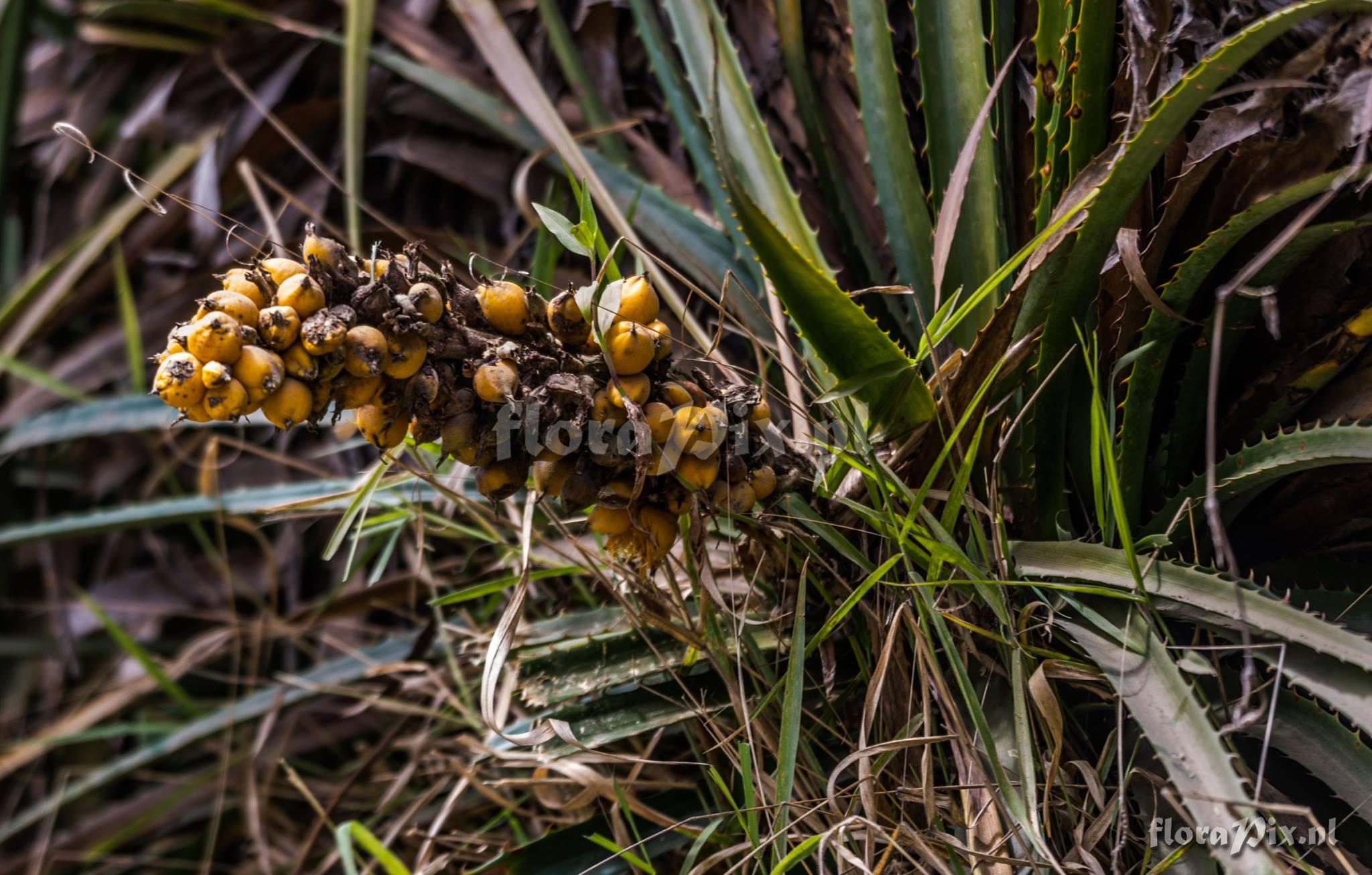 Bromelia antiacantha