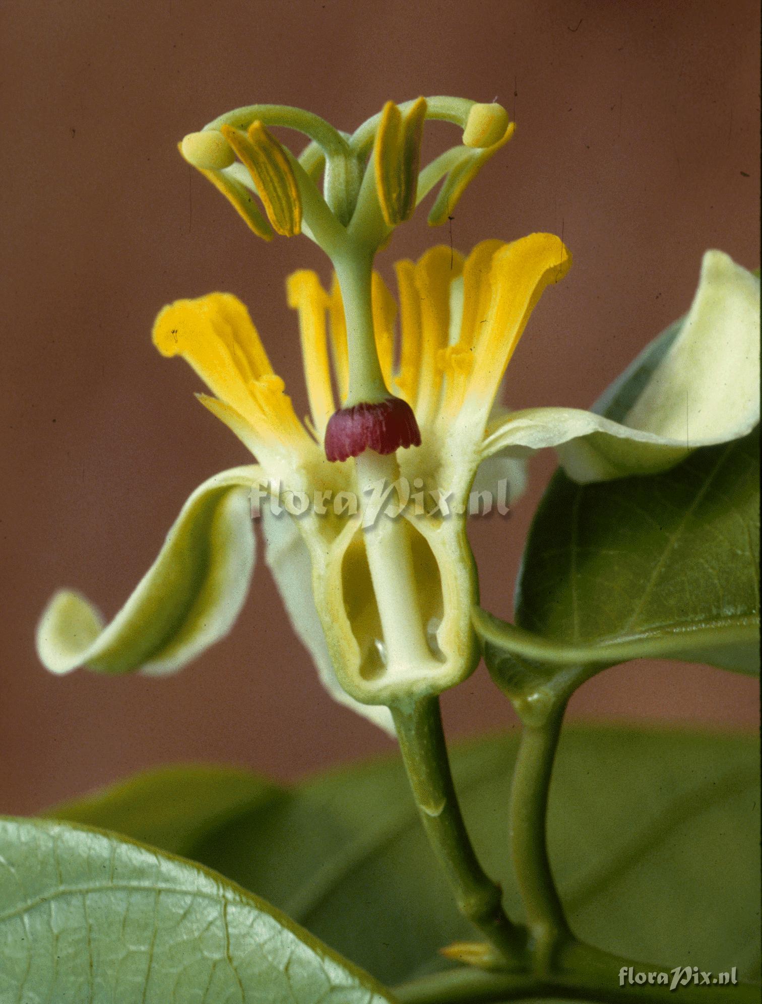 Passiflora kawensis