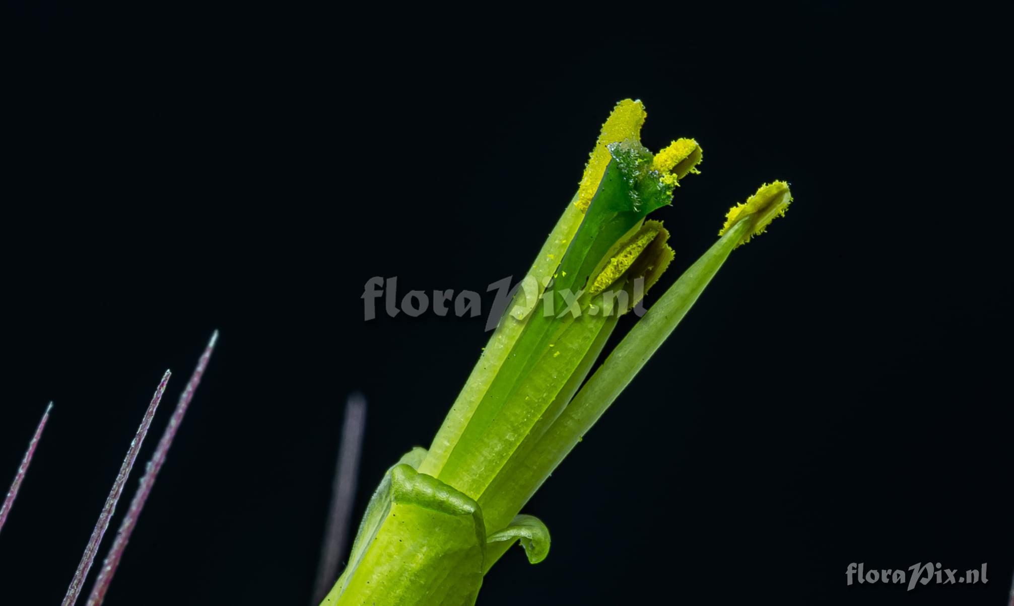 Tillandsia schiedeana