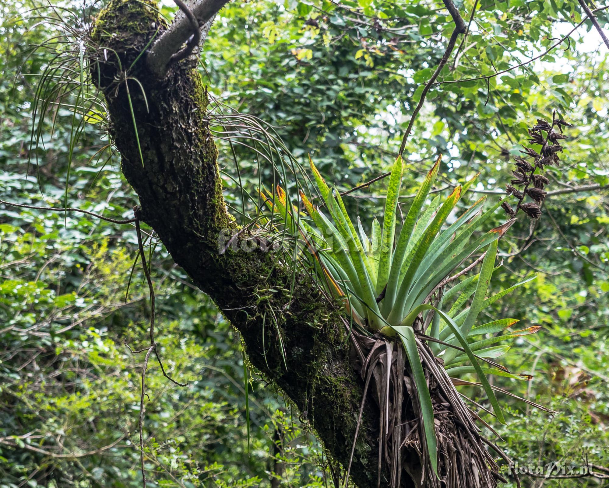 Vriesea grandiflora