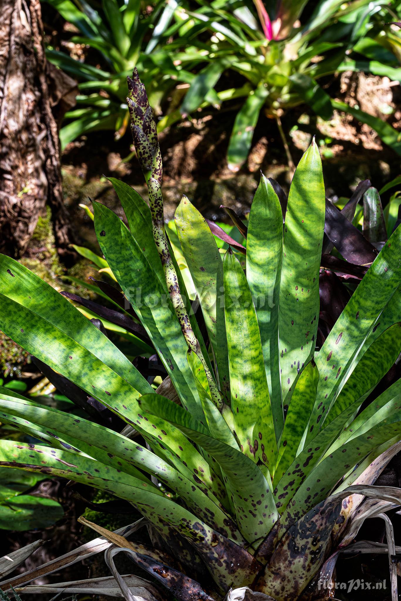 Vriesea grandiflora